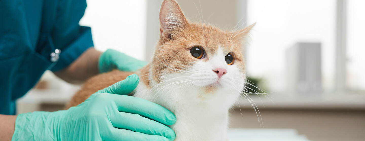 Cat tooth sales abscess home treatment